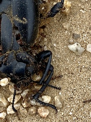 Tenebrionidae