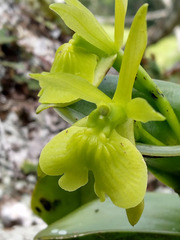 Epidendrum vulgoamparoanum