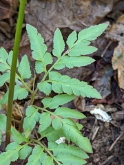 Sceptridium biternatum