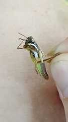 Paroxya atlantica