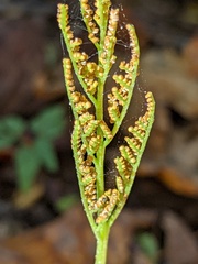Sceptridium biternatum