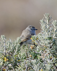 Leptasthenura aegithaloides