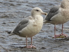 Larus glaucescens × occidentalis
