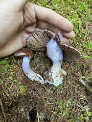 Cortinarius cyanites