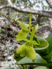 Epidendrum vulgoamparoanum