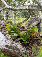Epidendrum vulgoamparoanum