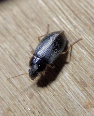 Notiobia terminata