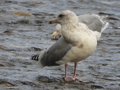 Larus glaucescens × occidentalis