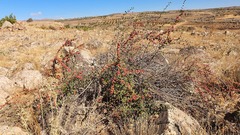 Cotoneaster nummularius