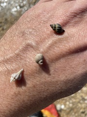 Ocenebrinae