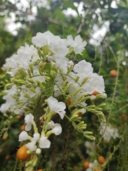 Duranta