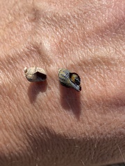 Ocenebrinae