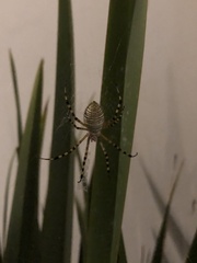 Argiope trifasciata
