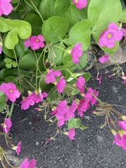Oxalis bowiei