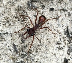 Myrmecia nigriscapa