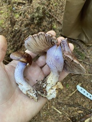 Cortinarius cyanites