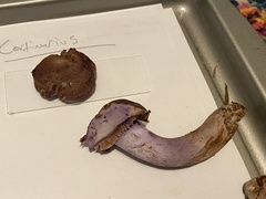 Cortinarius cyanites