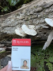 Trametes elegans