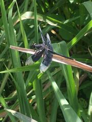 Erythrodiplax funerea