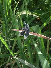 Erythrodiplax funerea