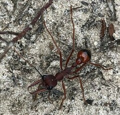 Myrmecia nigriscapa