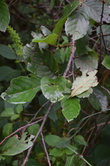 Alnus acuminata