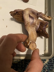 Cortinarius cyanites