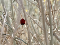 Coccinella transversoguttata