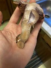 Cortinarius cyanites