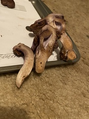 Cortinarius cyanites