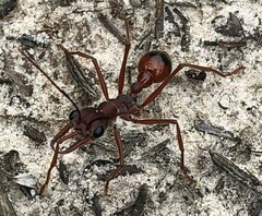 Myrmecia nigriscapa