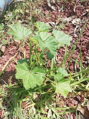 Malva parviflora