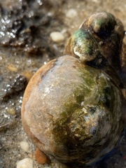 Cryptosula pallasiana