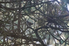 Junco phaeonotus