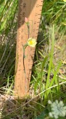 Thelymitra flexuosa