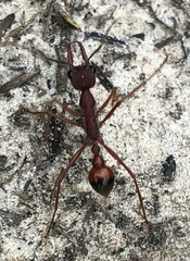 Myrmecia nigriscapa