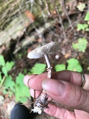 Lepiota atrodisca