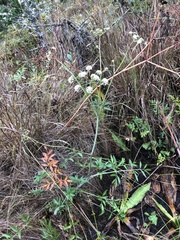Cicuta douglasii