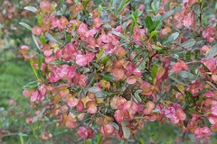 Dodonaea viscosa cuneata