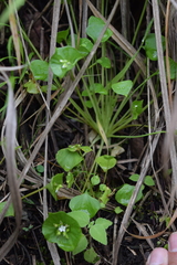 Claytonia perfoliata