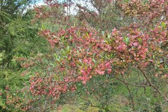 Dodonaea viscosa cuneata
