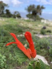 Salvia regla