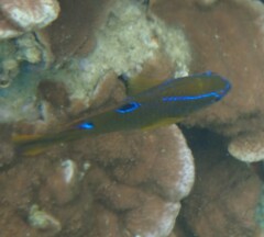 Neoglyphidodon polyacanthus