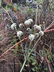 Cicuta douglasii