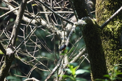 Myioborus miniatus