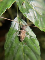 Acalolepta rusticatrix