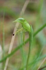 Pterostylis plumosa
