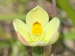 Thelymitra flexuosa