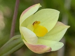 Thelymitra flexuosa