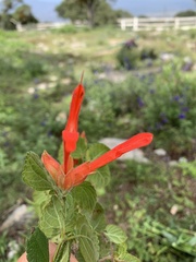 Salvia regla